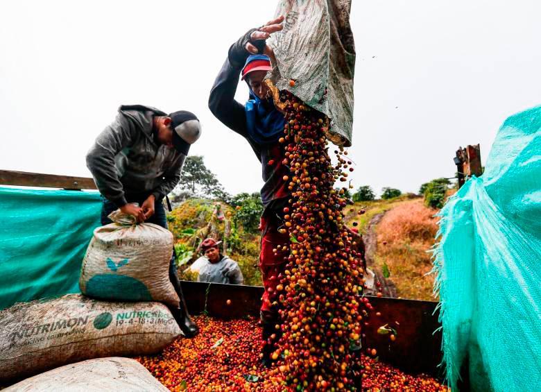 La producción de café de Colombia cayó 22% a 944.000 sacos de 60 kilogramos de café verde en comparación con los más de 1,2 millones producidos en el mismo mes de 2021. Foto: Manuel Saldarriaga