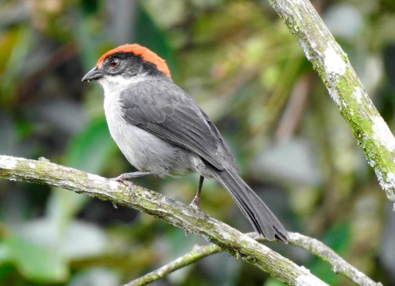 El tamaño de este pájaro es, en promedio, de 17 centímetros. FOTO Cortesía 