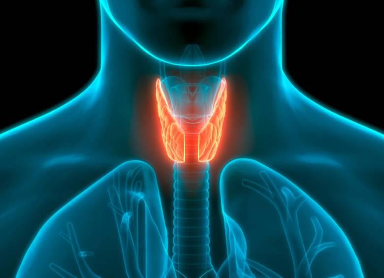 La tiroides es una glándula que regula los niveles de energía, peso, frecuencia cardíaca y estados de ánimo. FOTO: SSTOCK