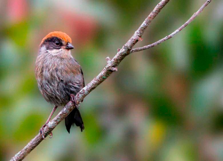 El montañerito paisa ha sido un fenómeno en la región y los habitantes lo buscan para aprender más sobre la especie. ¿Lo ha visto? FOTO: CORTESÍA YOVANY OCHOA