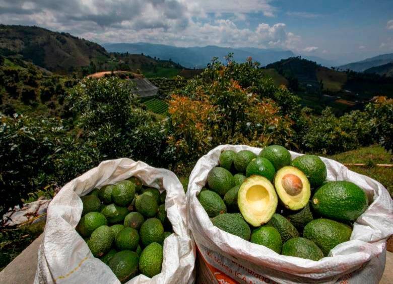 En el caso del Super Bowl los envíos de aguacate Hass se disparan. FOTO ARCHIVO