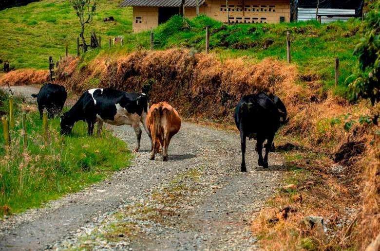 En La Meneses viven como si estuvieran en la vereda más distante del departamento y no en jurisdicción de Bello. FOTO: EL COLOMBIANO