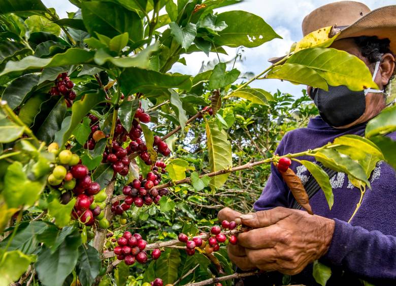  Los lotes provienen de seis fincas caficultoras de Santa Bárbara, Urrao, Jardín, Concordia, Medellín y Sonsón. FOTO: Juan Antonio Sánchez