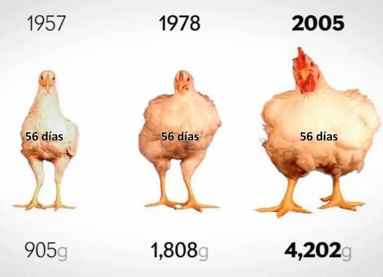 ¿Los pollos de hoy son más grandes y los cerdos más musculosos que ayer?