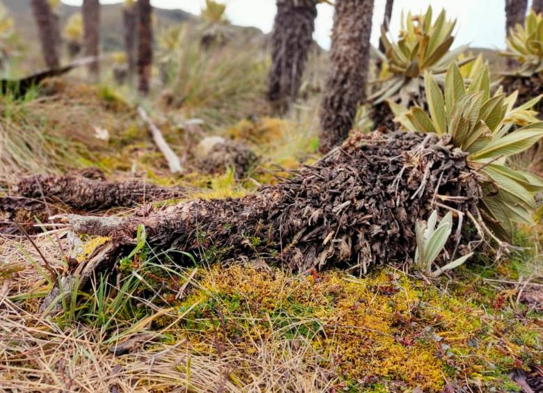 Así quedó uno de los frailejones luego de la masiva asistencia al Páramo del Sol. FOTO: CORTESÍA