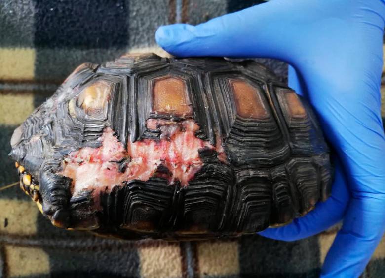 Esta tortuga recibió heridas en su caparazón tras ser atacado por un perro. FOTO: CORNARE