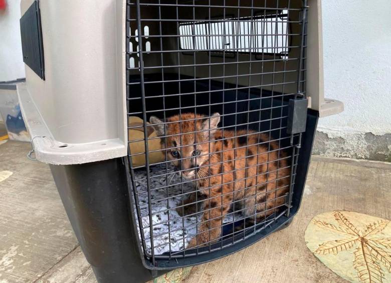 Momento en el que el animal es recogido por los veterinarios y expertos de Corantioquia. FOTO: Cortesía Corantioquia