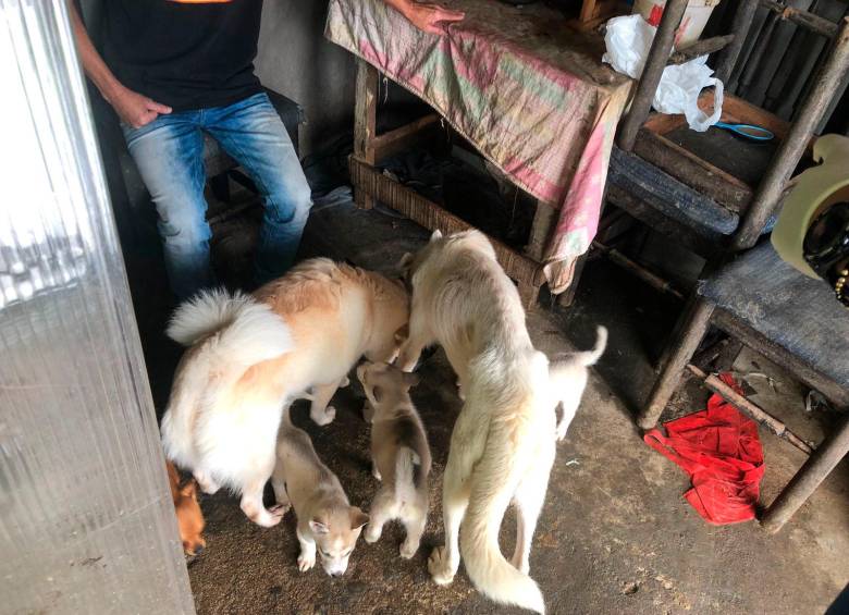 Al momento de la intervención, los animales no tenían comida. El cuidador dijo que no tenía como suministrársela. FOTO: Cortesía.