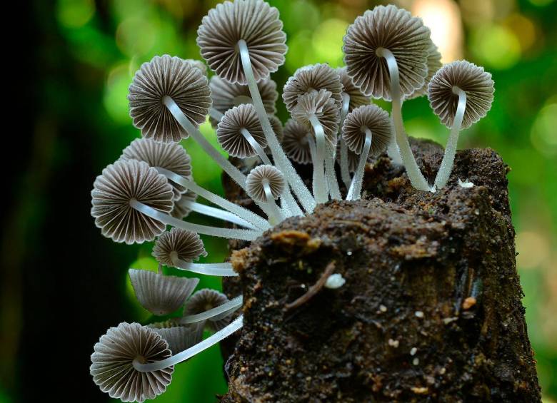 La Asociación Colombiana de Micología hizo parte de la investigación de hongos que los expertos consideran de vital relevancia para el crecimiento verde del país. En la imagen, un Coprinellus disseminatus. FOTO Robert Lücking