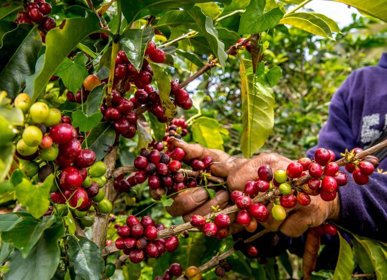 Según el gremio de los cafeteros, en los últimos 12 meses las exportaciones de café cayeron 8% a 11,5 millones de sacos, desde los casi 12,6 millones exportados un año antes. FOTO: Juan Antonio Sánchez 