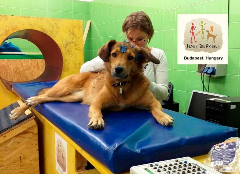 El estudio se logró poniendo electrodos de manera no invasiva a los perros que participaron en el estudio. Foto: Sinc-Huba Eleőd