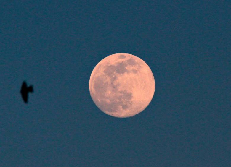 Esta luna, de gran tamaño, puede observarse sin ayudas tecnológicas, sin embargo, es preferible utilizar telescopio o lentes profesionales de fotografía para lograr mejores imágenes. Foto: Juan Sebastián Carvajal Beltrán.