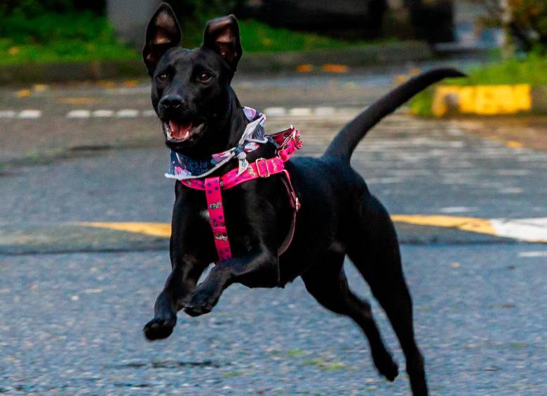 Tinta llegó a EL COLOMBIANO el lunes pasado y ha sido cuidada con mucho amor. Busca un hogar apropiado. FOTO camilo suárez