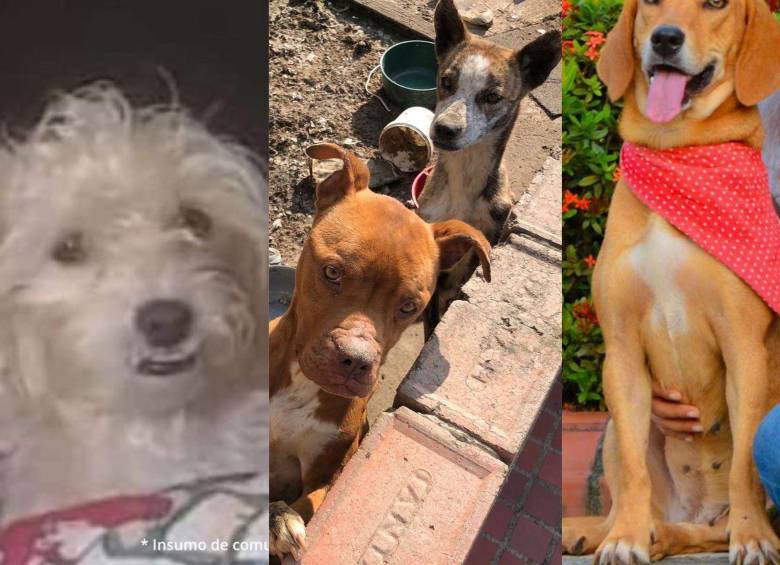 Cuatro personas fueron procesadas en Antioquia y Norte de Santander por el delito de maltrato animal agravado. FOTOS Cortesía