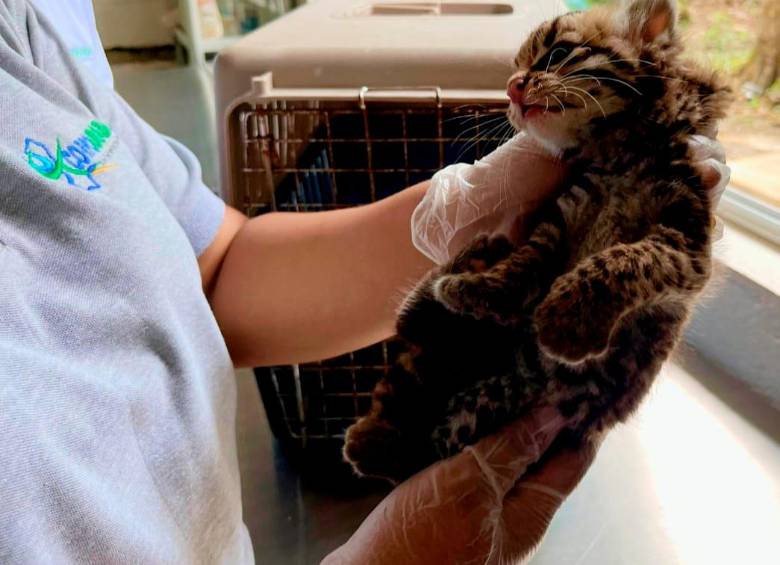  Los animales estaban en condiciones de desnutrición y deshidratación. FOTO CORTESÍA 