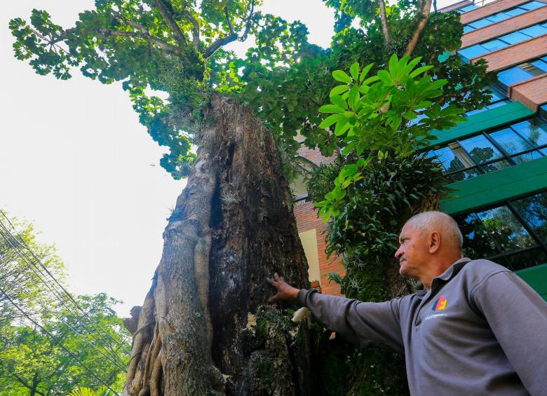 El señor Ángel señala los huecos que los insectos han dejado en el agónico árbol de cheflera de Laureles y que lo tienen a punto de caer. FOTO: Esneyder Gutiérrez.