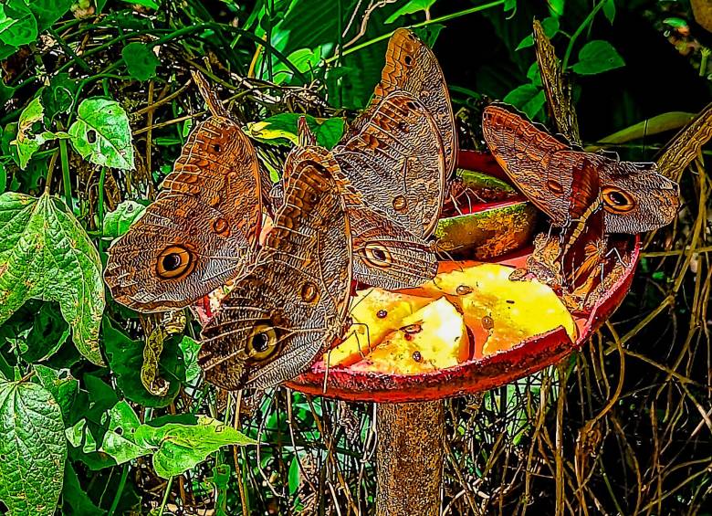 10 curiosidades para ver en el Jardín Botánico