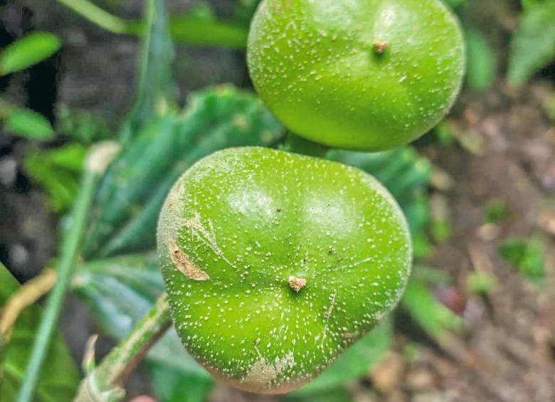 Este es el fruto que encontró Cogollo en las estribaciones del Abibe. Foto: Cortesía. 
