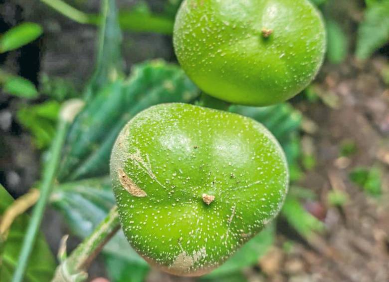 Este es el fruto que encontró Cogollo en las estribaciones del Abibe. Foto: Cortesía.