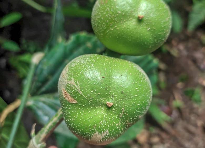 Fruto descubierto en Antioquia es “promesa para la humanidad”