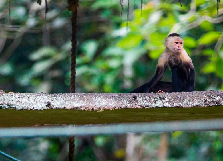 Uno de los grupos más especial y divertido que se puede disfrutar en Amazon Safari, es la colección mixta de primates. Foto: Esneyder Gutiérrez