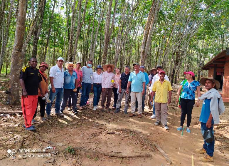 RubberCorp, la empresa que quiere proyectar al Bajo Cauca ante el mundo a través del caucho