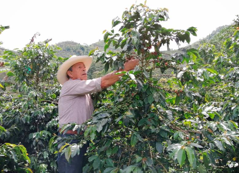 Imagen de Jaime Castaño, caficultor de Jardín Antiiquia, que vende su producción a la marca Nespresso. FOTO Jaime Arango.