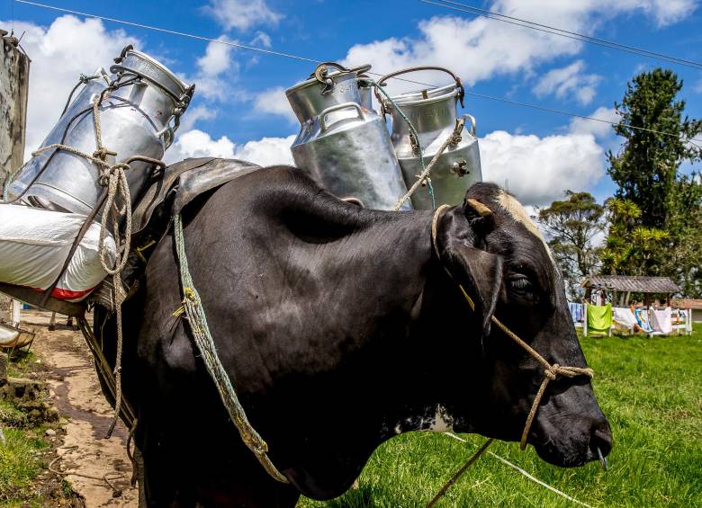 El reconocimiento del sistema de inspección oficial de Colombia fue otorgado por un periodo de dos años. Esto permitirá a su vez, sin la necesidad de llevar a cabo autorizaciones individuales, incluir un mayor número de plantas interesadas en exportar. Foto: Juan Antonio Sánchez