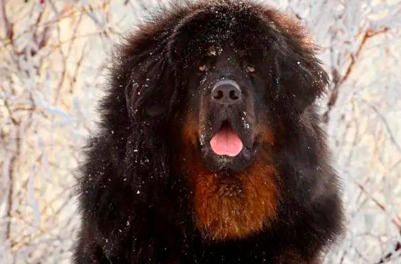 Mastín tibetano, la raza que le ofrecieron a la familia en China que terminó criando un oso. FOTO: SHUTTERSTOCK