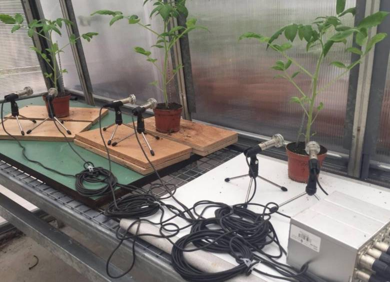 Las plantas de la investigación fueron de tomate y tabaco. FOTO: Europa Press / Ohad Lewin-Epstein