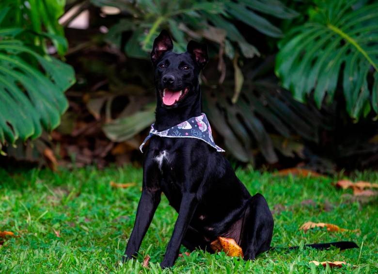Esta es Tinta, la perrita negra que se ganó el corazón de todos los periodistas de EL COLOMBIANO. Sígala en su Instagram @Tintaylamanada FOTO: CAMILO SUÁREZ