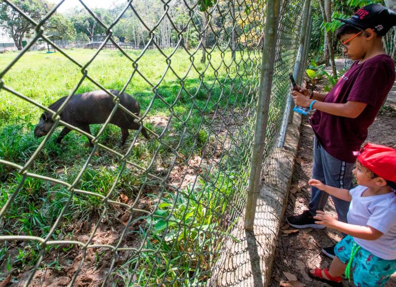 Los niños son quienes más disfrutan observar la belleza y el comportamiento de los animales. Foto: Esneyder Gutiérrez