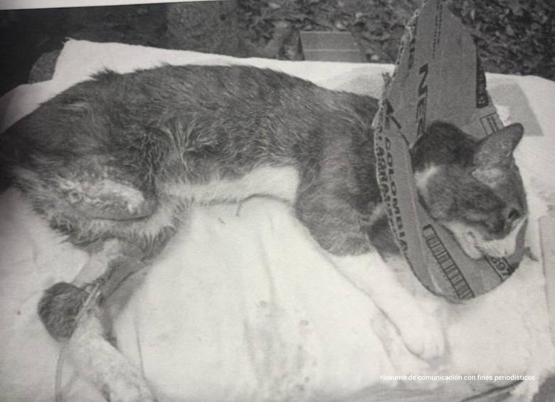 “Michi”, el gato, murió unos días después por una falla sistémica en el hígado y riñones, producto de una sobredosis de fármacos. Foto: Cortesía Fiscalía.