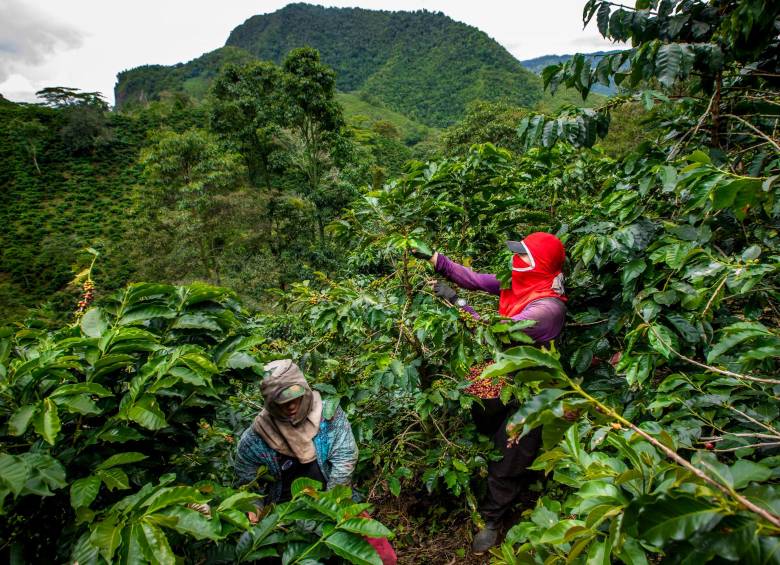 La carga de 125 kilos de café se paga en Colombia a $2,13 millones, según la Federación de Cafeteros. FOTO Camilo Suaréz