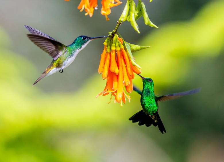 Qué hacer para que lo visiten colibríes en su balcón? Qué hacer para que lo visiten colibríes en su balcón?