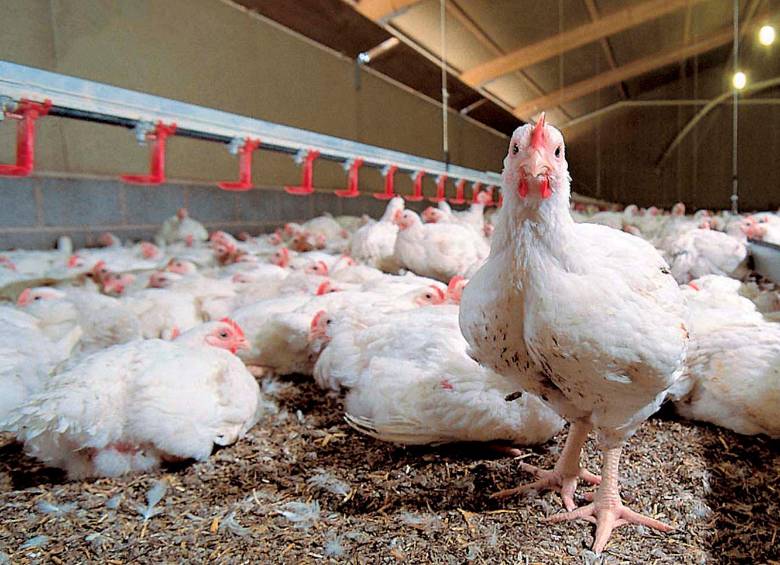 FAO activa protocolos ante brotes de influenza aviar en Latinoamérica