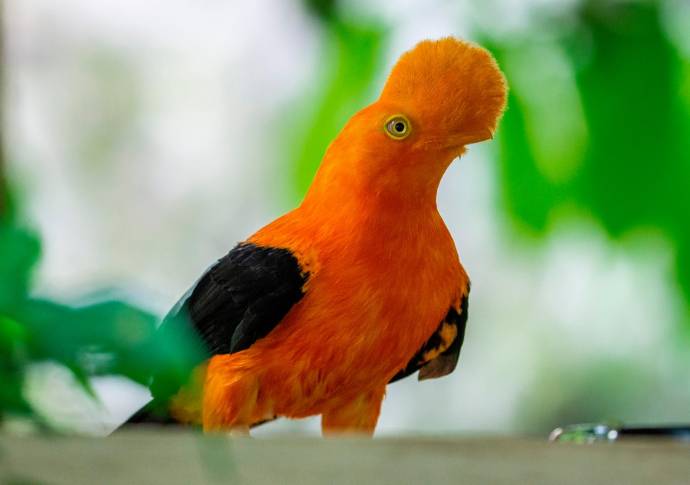 Las aves fueron decomisadas por la autoridad ambiental y la policía, y entregados al parque para su preservación como hábitat final (Gallito de las rocas). Foto: Camilo Suárez Echeverry