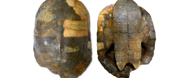 El fósil de tortuga más antiguo de Sudamérica está en Colombia y tiene 13 millones de años 