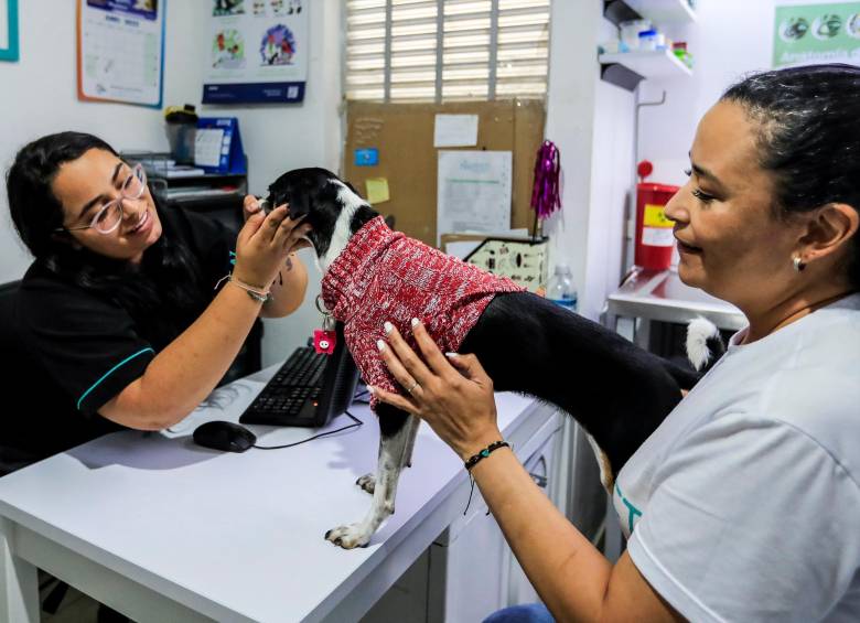 Sofía Patiño (izquierda) desarrolló desde niña gran afecto por los animales y Lucy (abajo) fue rescatada por ella. FOTO jaime pérez.