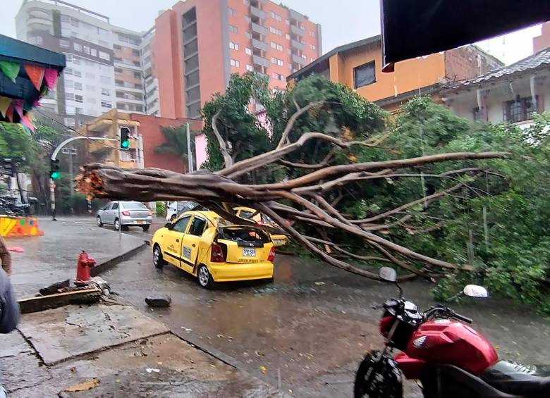 Con cada aguacero terminan en el suelo árboles a los que les faltado poda por parte de la Alcaldía; uno de los últimos paso en Buenos Aires con este taxi. Foto Cortesía