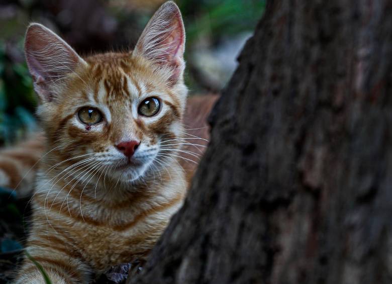Las emociones de los gatos en realidad son conductas afiliativas que aún no se terminan de estudiar. FOTO Manuel Saldarriaga