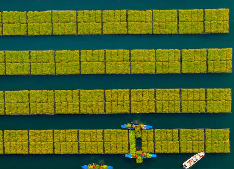 En la provincia de Zhejiang de China están sembrando principalmente berro, una hortaliza de fuerte sabor. Foto: Getty