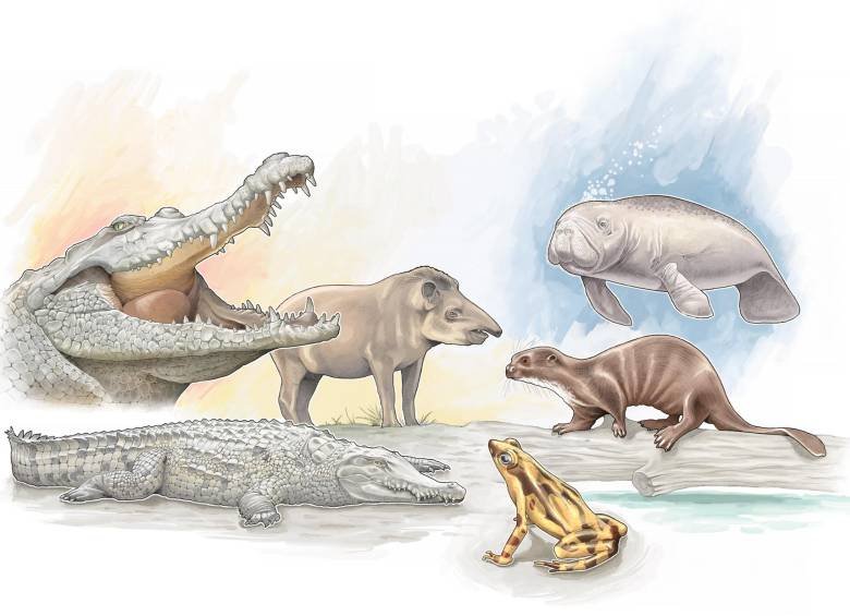 Uno de los principales retos que se tiene frente a la conservación en Colombia, tiene que ver con la educación ambiental. Ilustración Ricardo Ramírez