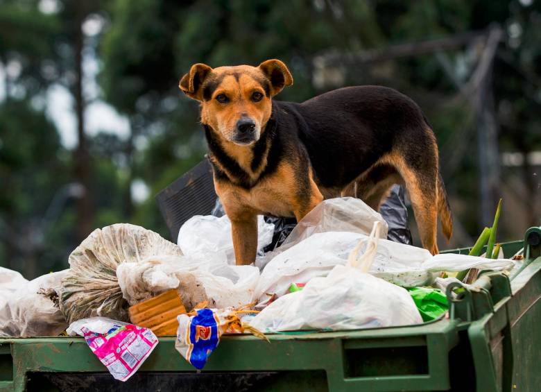 Apenas en 5 departamentos hay municipios con programas de esterilización de perros y gatos. FOTO: Julio César Herrera E.