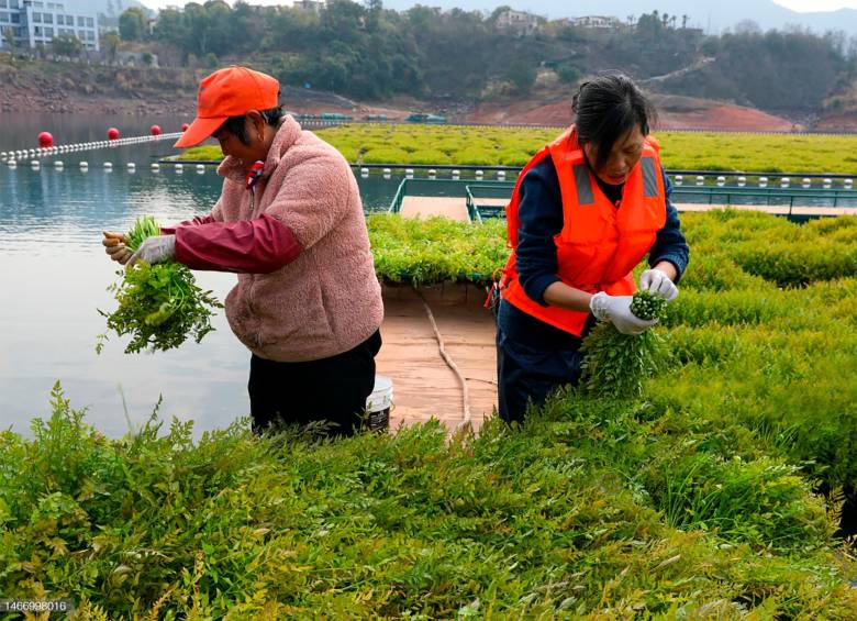 En China múltiples agricultores han decidido apostar por cultivar el berro para su consumo y comercialización Foto: Getty