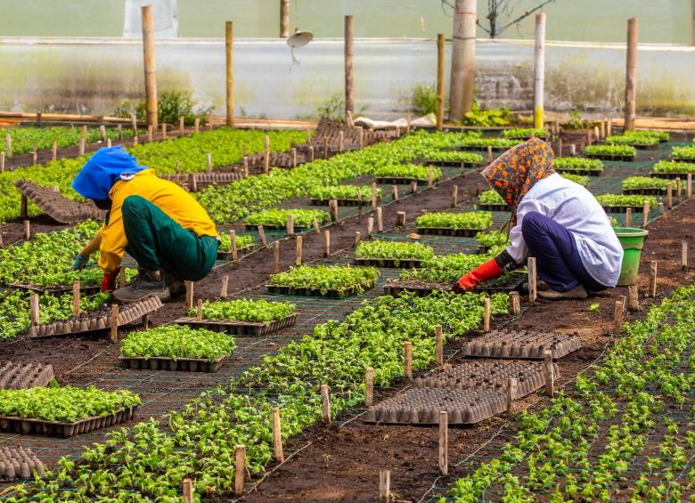 P ara nuevos créditos se anunciaron nuevas Líneas Especiales en las que se tiene una bolsa de $6.700 millones que se destinarán a la amortización de intereses. . Foto: Camilo Suárez 