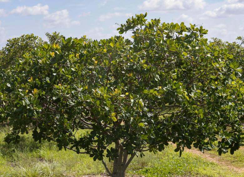 En promedio se siembran 125 árboles por hectárea. Foto: Manuel Saldarriaga Quintero.