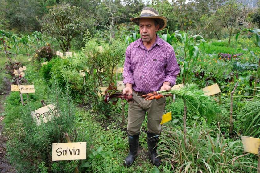 Carlos Osorio emplea solo el 40% de los 12.000 metros cuadrados de su finca para cultivo, otro 40% son potreros y el 20% restante cercas vivas para el beneficio de otras especies, demostrando que la acumulación de tierra para producir es un absurdo. FOTO edwin bustamante