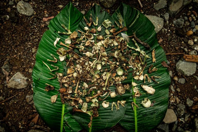 Restos óseos de presas del águila arpía. Estas aves son súper depredadoras y suelen alimentarse de animales de bosque como osos perezosos, micos, zarigüeyas y serpientes. Foto Cortesía Proyecto Grandes Rapaces Colombia.