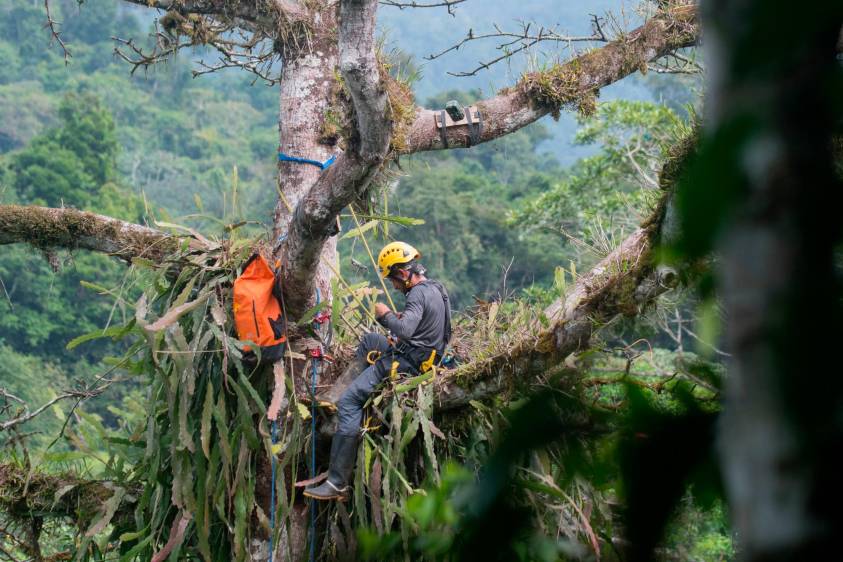 Mateo Giraldo, director del proyecto Grandes Rapaces Colombia instalando una cámara trampa cerca de un nido para monitorear las águilas. Foto cortesía Proyecto Grandes Rapaces Colombia.